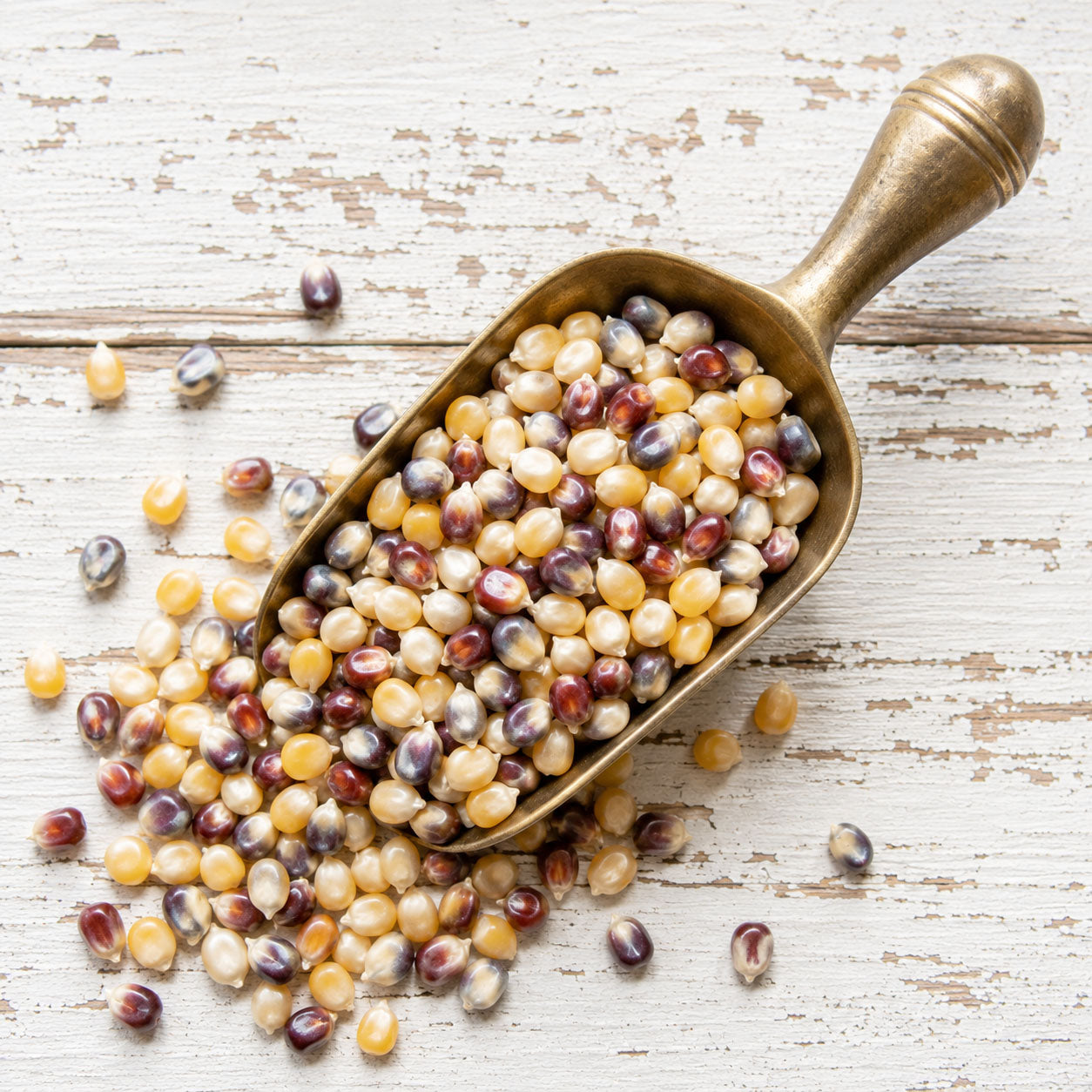 Gourmet Rainbow Popcorn Kernels